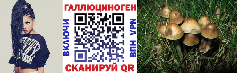 Псилоцибиновые грибы мицелий  Выборг 